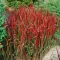 Imperata cylindrica Red Baron CS14 - Alangfű