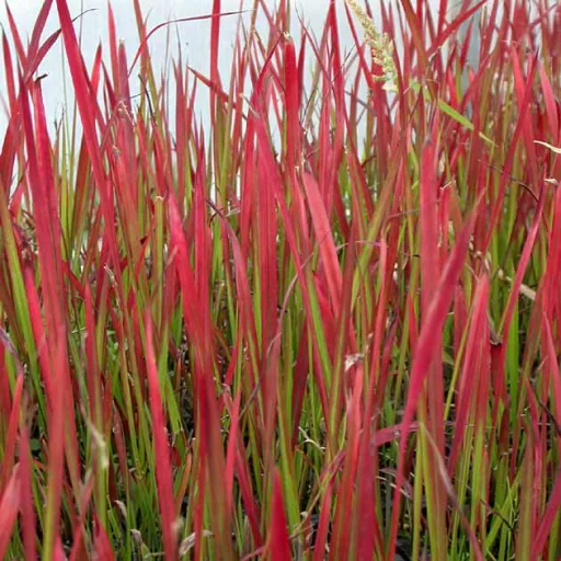 Imperata cylindrica Red Baron CS14 - Alangfű