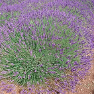 Lavandula-x-intermedia-Phenomenal-Lilaskek-provans