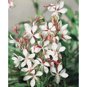 Gaura-lindheimeri-Feher-evelo-diszgyertya-CS9