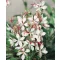 Gaura lindheimeri CS14 - Fehér évelő díszgyertya