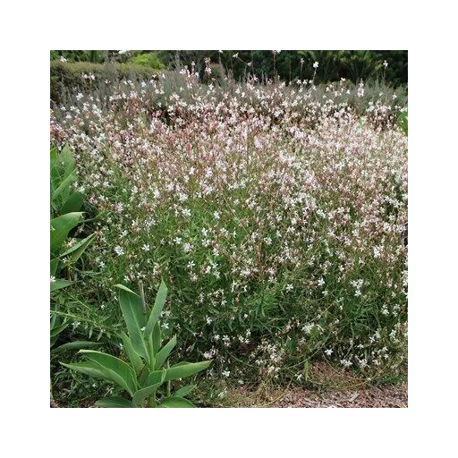 Gaura lindheimeri CS14 - Fehér évelő díszgyertya