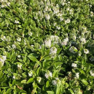 Hebe x hybrida MIX CS13 - Veronikacserje