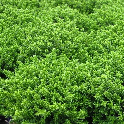 Hebe x hybrida MIX CS13 - Veronikacserje