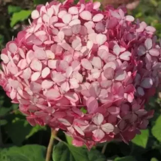 Hydrangea arborescens K3 - Rózsaszín cserjés hortenzia
