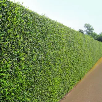 Ligustrum ovalifolium CS9 - Fagyal