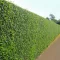 Ligustrum ovalifolium CS9 - Fagyal