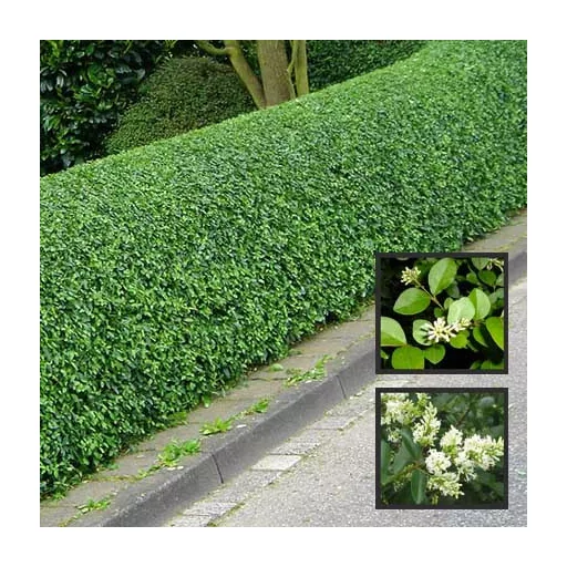 Ligustrum ovalifolium CS9 - Fagyal