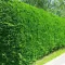 Cupressocyparis x leylandii K3 - Leylandi ciprus