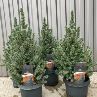 Picea glauca Sander's Blue K2 - Kék cukorsüvegfenyő – Díszcserjék