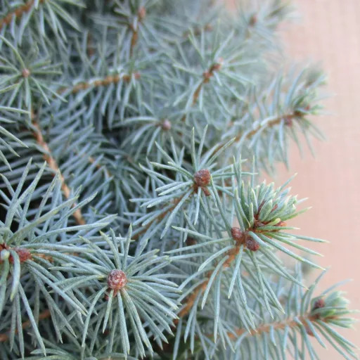 Picea glauca Sander's Blue K2 - Kék cukorsüvegfenyő – Díszcserjék