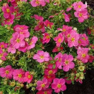 Potentilla fruticosa K2 - Rózsaszín cserjés pimpó – Évelő növények