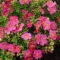 Potentilla fruticosa K2 - Rózsaszín cserjés pimpó – Évelő növények