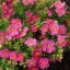 Potentilla fruticosa K2 - Rózsaszín cserjés pimpó – Évelő növények