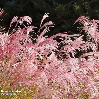 Cortaderia selloana K2 - Rózsaszín pampafű