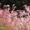 Cortaderia selloana K2 - Rózsaszín pampafű
