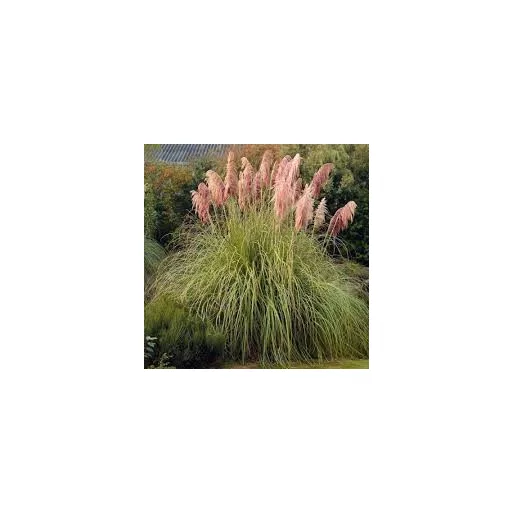 Cortaderia selloana K2 - Rózsaszín pampafű
