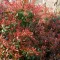 Photinia x fraserii Red Robin K7 - Törzses korallberkenye