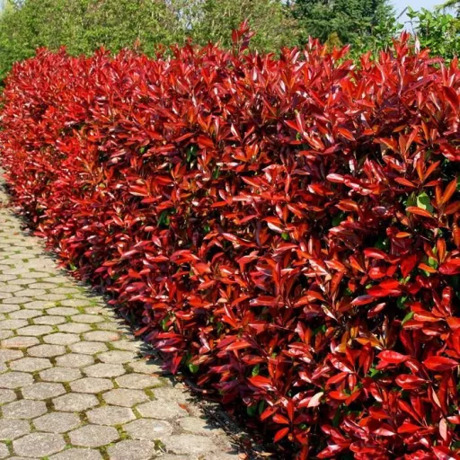 Photinia x fraserii Red Robin K7 - Törzses korallberkenye