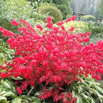 Euonymus alatus K2 - Szárnyas kecskerágó – Évelő növények