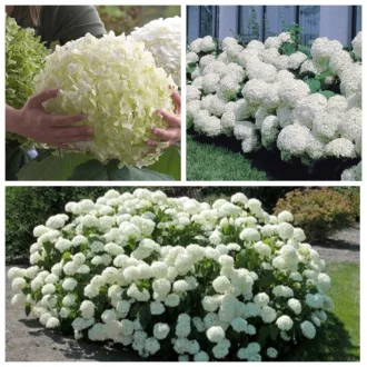   Hydrangea arborescens Strong Annabelle K2 - Cserjés hortenzia