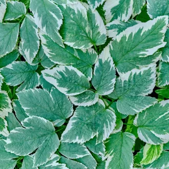 Aegopodium podagraria Variegatum P9 - Podagrafű