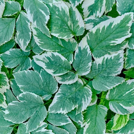 Aegopodium podagraria Variegatum P9 - Podagrafű