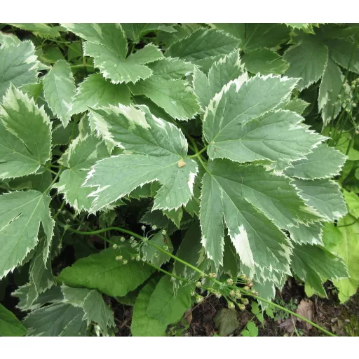 Aegopodium podagraria Variegatum P9 - Podagrafű
