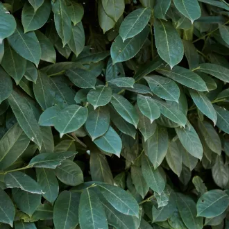   Prunus laurocerasus Genolia - Szabadgyökerű oszlopos babérmeggy