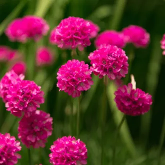 Armeria-maritima-Tengerparti-pazsitszegfu