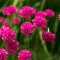 Armeria maritima CS9 - Tengerparti pázsitszegfű