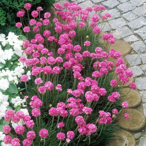 Armeria maritima CS9 - Tengerparti pázsitszegfű