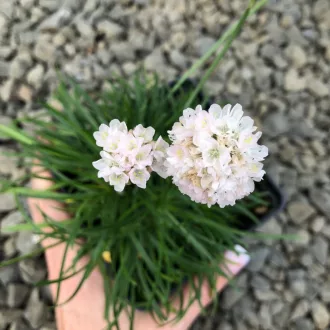 Armeria-maritima-Alba-CS9-Feher-tengerparti-pazsit