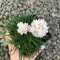 Armeria maritima Alba CS9 - Fehér tengerparti pázsitszegfű