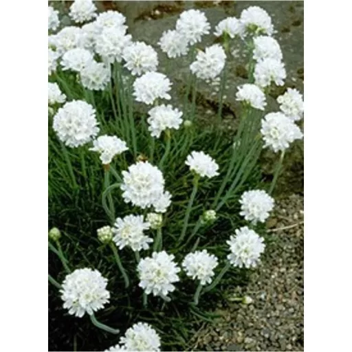 Armeria maritima Alba CS9 - Fehér tengerparti pázsitszegfű