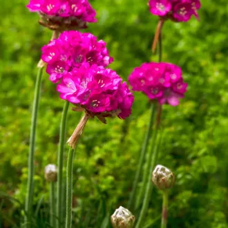   Armeria maritima Vezuv P9 - Rózsaszín tengerparti pázsitszegfű CS9