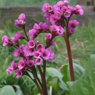 Bergenia cordifolia CS9 - Vaskoslevelű bőrlevél – Évelő növények