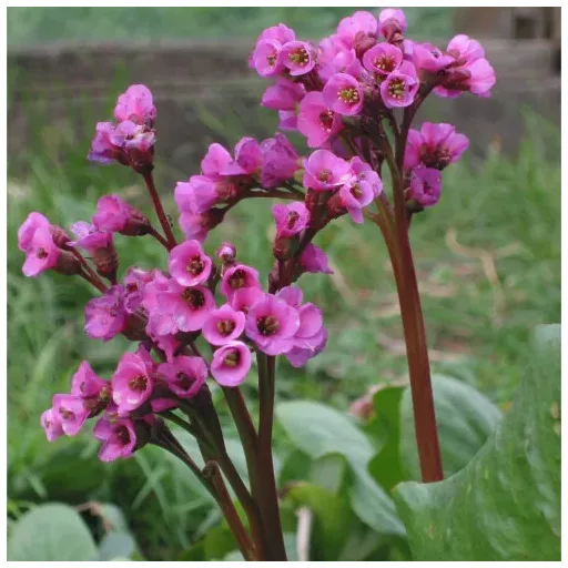 Bergenia cordifolia CS9 - Vaskoslevelű bőrlevél – Évelő növények