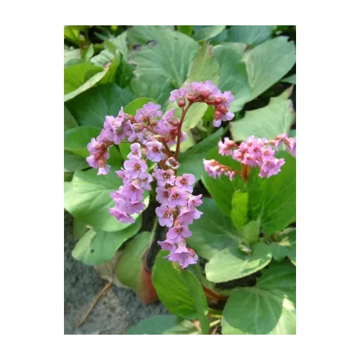 Bergenia cordifolia CS9 - Vaskoslevelű bőrlevél – Évelő növények