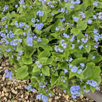 Brunnera macrophylla CS14 - Kaukázusi nefelejcs – Évelő növények