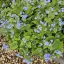 Brunnera macrophylla CS14 - Kaukázusi nefelejcs – Évelő növények