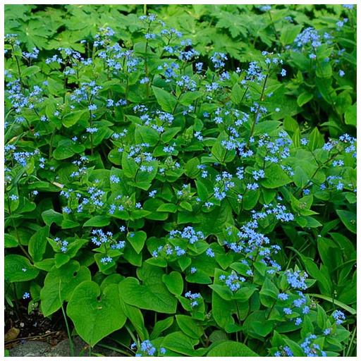 Brunnera macrophylla CS14 - Kaukázusi nefelejcs – Évelő növények