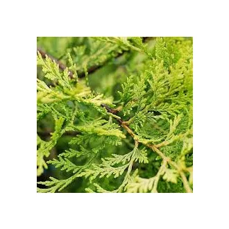 Cupressocyparis x leylandii Castlewellan Gold K2 – leylandi ciprus