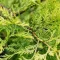 Cupressocyparis x leylandii Castlewellan Gold K2 - Arany leylandi ciprus