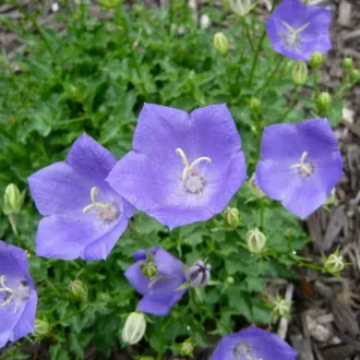 Campanula carpatica CS9 - Kék kárpáti harangvirág – Évelő növények