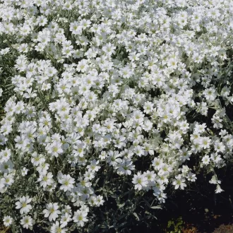 Cerastium-tomentosum-Molyhos-madarhur
