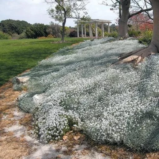 Cerastium-tomentosum-Molyhos-madarhur