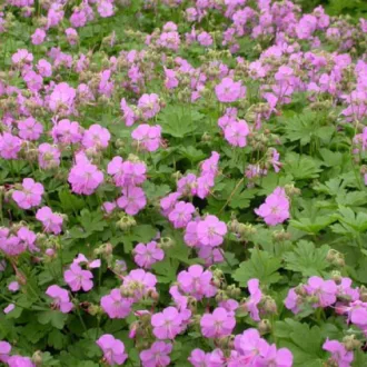 Geranium cantabrigense Cambridge CS9 - Angol gólyaorr – Évelő növények