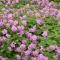 Geranium cantabrigense Cambridge CS9 - Angol gólyaorr – Évelő növények
