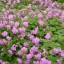 Geranium cantabrigense Cambridge CS9 - Angol gólyaorr – Évelő növények